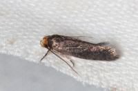 Cephimallota crassiflavella