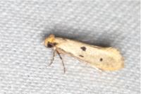 Tinea trinotella