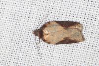 Acleris schalleriana