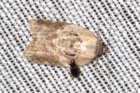 Acleris variegana