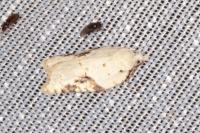 Acleris