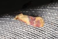 Diceratura ostrinana