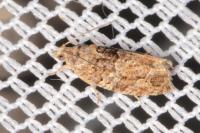 Eudemis profundana