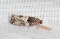 Gypsonoma aceriana