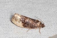 Hedya nubiferana