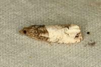 Notocelia roborana