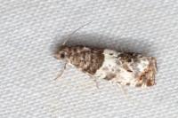 Notocelia trimaculana