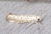 Yponomeuta rorrella
