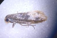 Cochylis nana