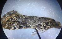 Triaxomera parasitella