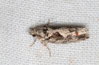 Zeiraphera isertana