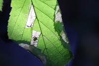Parornix devoniella