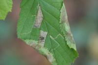 Parornix devoniella