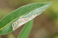 Caloptilia cuculipennella