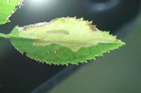 Coptotriche angusticollella