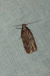 Depressaria