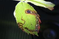 Stigmella anomalella