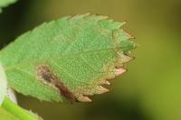 Stigmella anomalella