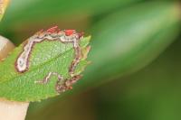 Stigmella anomalella