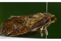 Ptycholoma lecheana