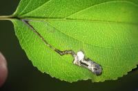 Stigmella catharticella