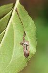 Stigmella catharticella