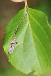 Stigmella catharticella