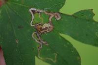 Stigmella aceris