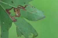 Stigmella aceris