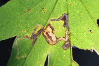 Stigmella aceris