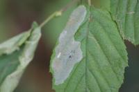 Phyllonorycter coryli