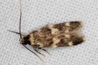 Oegoconia