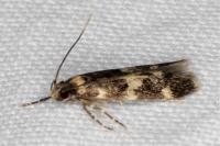 Oegoconia
