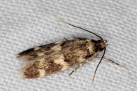 Oegoconia
