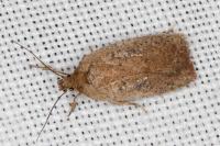 Agonopterix scopariella