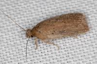 Agonopterix scopariella