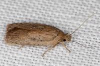 Agonopterix scopariella