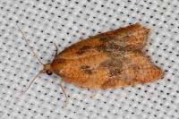 Acleris rhombana