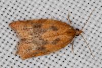 Acleris rhombana