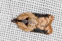 Acleris variegana