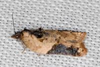 Acleris variegana