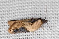 Acleris variegana