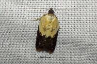 Acleris variegana