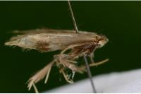Bucculatrix nigricomella