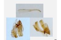 Bucculatrix nigricomella