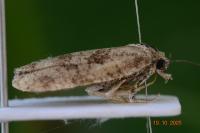 Cnephasia cupressivorana
