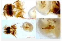 Cnephasia cupressivorana