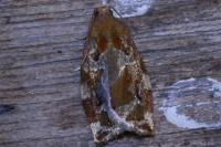 Archips xylosteana