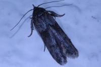 Blastobasis glandulella