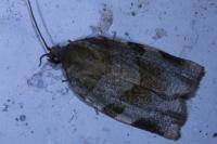 Choristoneura hebenstreitella